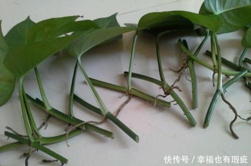 春天扦插3种花,15天左右能生根,1盆变10盆,成养花大户!