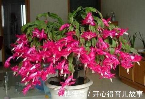 蟹爪兰长势旺,开花爆盆,只需掌握3个技巧,此些你了解嘛