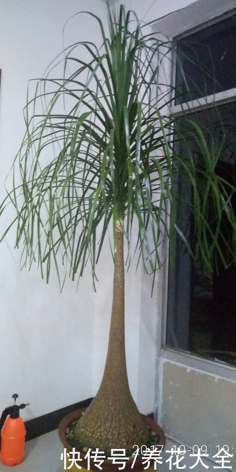 耐旱|超级耐旱花，整个冬天不浇水，还能胖一圈