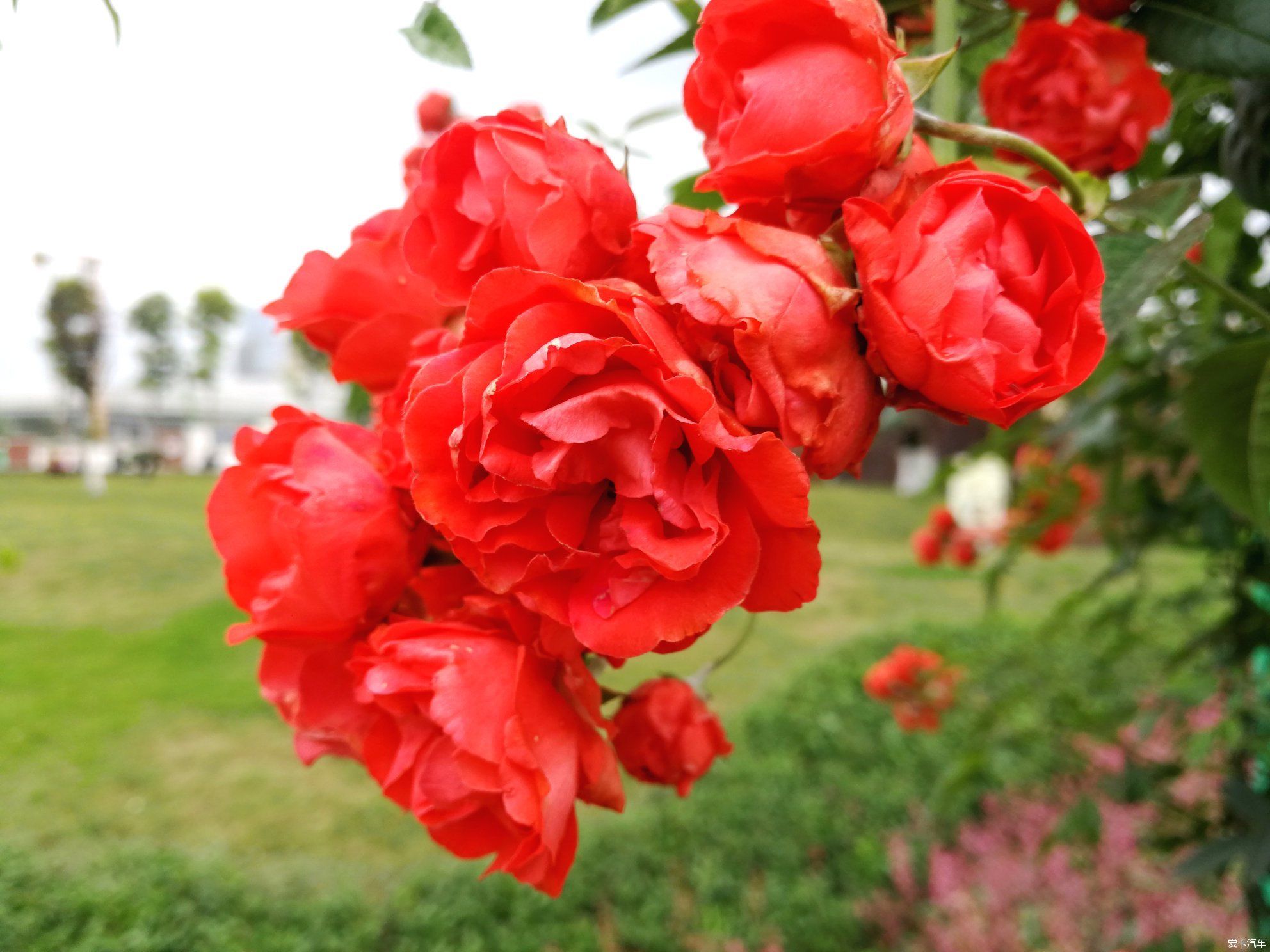 不摇香已乱，无风花自飞