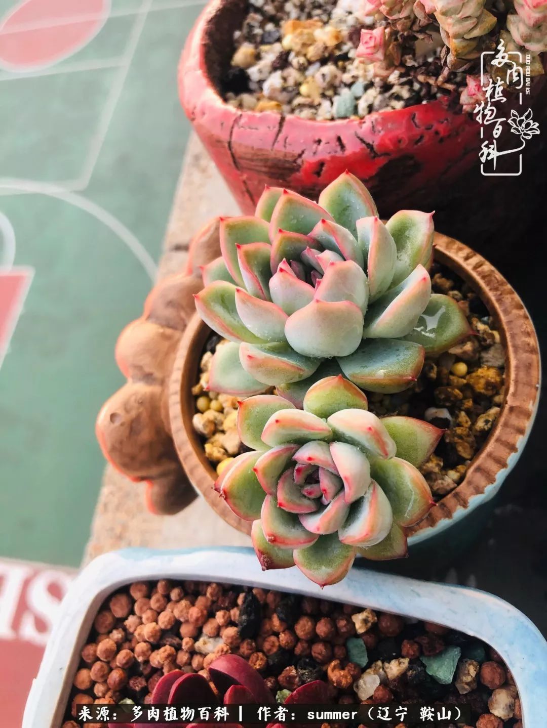 活着即是王道!我和我大东北的多肉们!