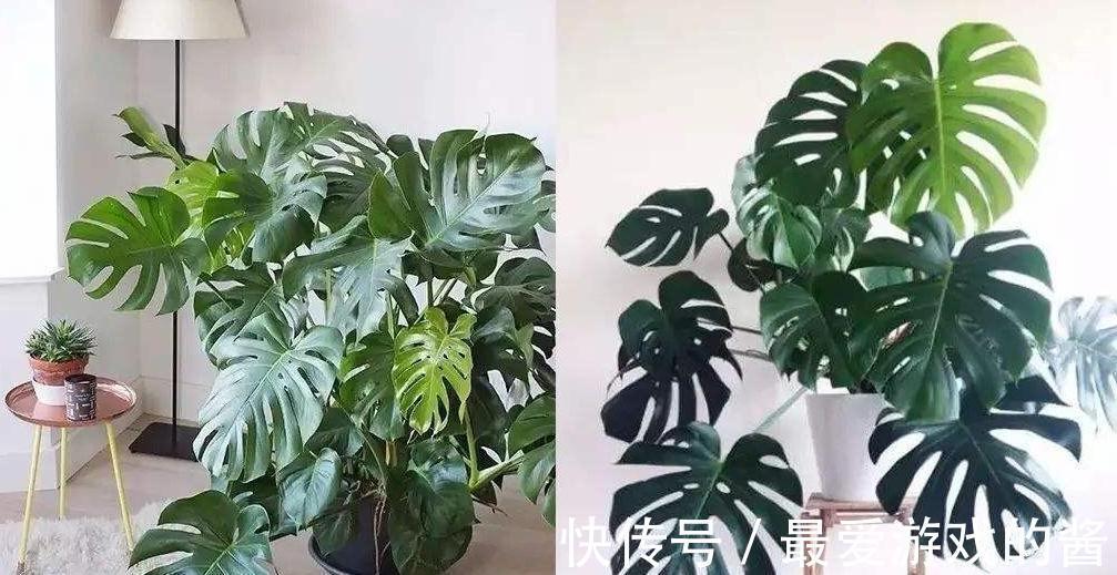 龟背竹叶子上没花纹了,难道是你养护方法不对,怎么说