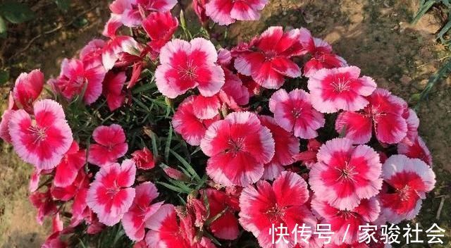家中养花,常备“2种肥”,养啥花都行,枝叶繁茂,花满盆