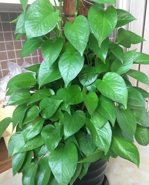 花盆|什么淘米水、啤酒水,都不如1勺溶液,家家都有,养啥旺啥