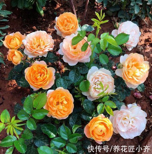 芽点|春天养月季，记住这3点，芽点饱满无盲芽，一次就能开爆盆