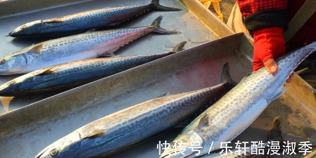 真好吃|开海后,这鱼最便宜,比带鱼肉多,比鲈鱼鲜,清炖最鲜美,真好吃