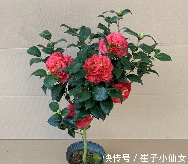 别养月季了,此花花期200多天,花大如“脸盆”,越热生长越快