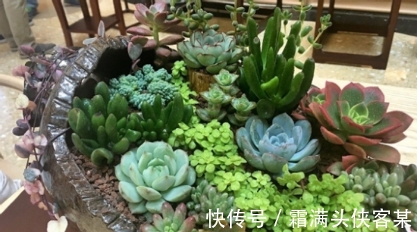 日常养花该准备什么肥?自制这3样就不错,肥效温和、材料易得