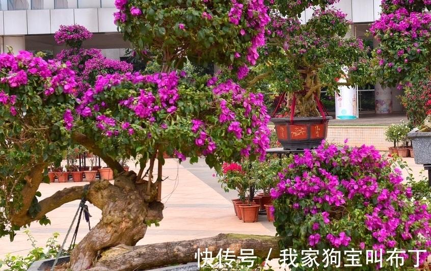 鸡蛋壳|要想盆栽花卉长的旺，万能土不能少