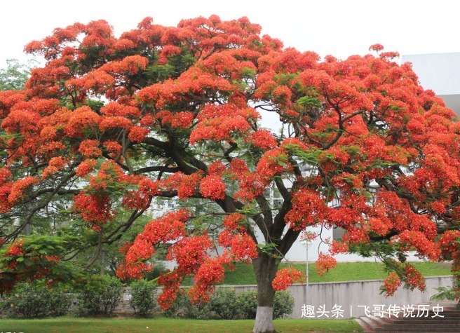 火焰的寓意说明 火焰的寓意说明