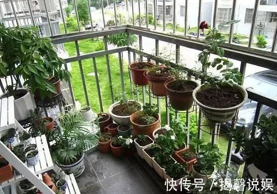 新人养花想得心应手,需注重3个小技巧,掌握到位养啥花都不难