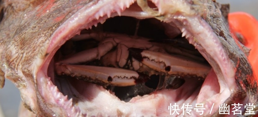 收获|男子收获一条像癞蛤蟆的怪鱼，发现鱼嘴合不上，掰开看后乐了