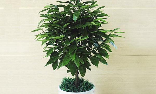 养眼|养花试试这几款,四季常绿,养在家里超级养眼