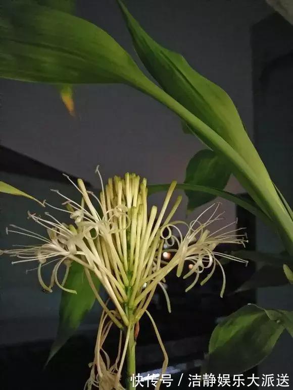 富贵竹|4种花有灵性,平时难开花,一有好事就开花!