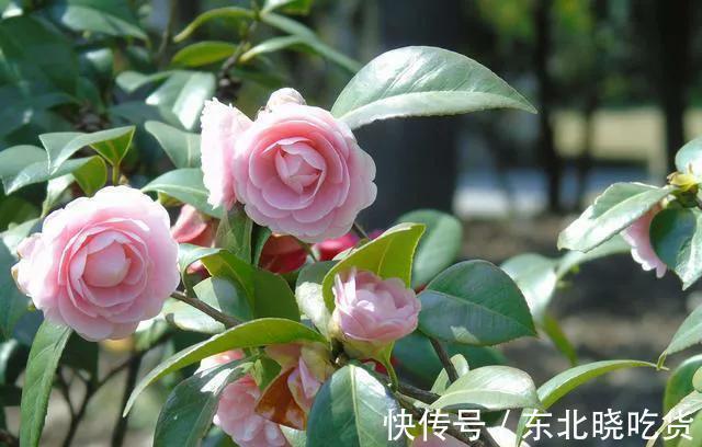 揭开茶花的真面目，很多人对其有误解，不要再犯傻，花朵很漂亮