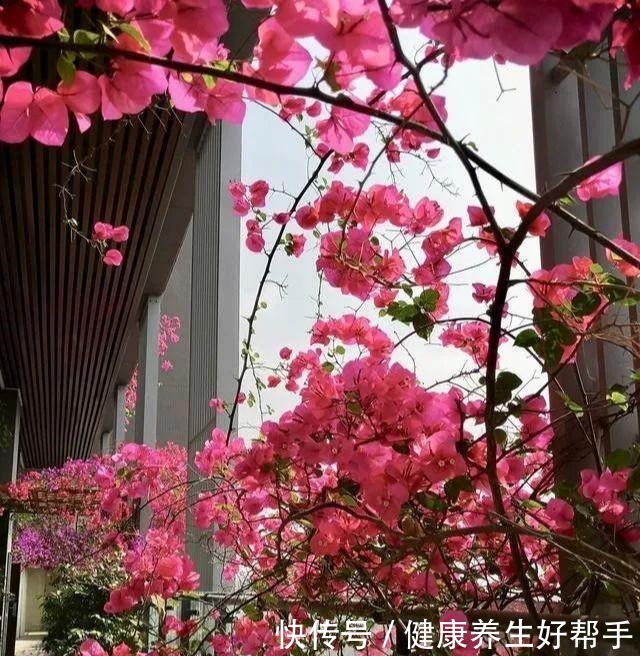 5种花卉,最爱“毒日头”,越晒越开花,千万别放屋里养!