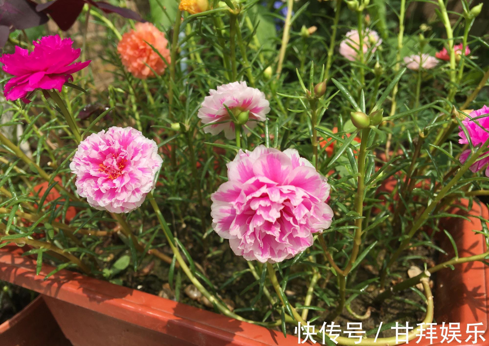 阳台|太阳花怎么过冬？用一种方法，顺利过冬，来年开花更多更美