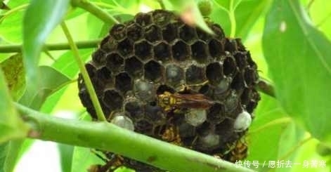 厉害|10个有趣的冷知识,你可以不知道,但知道了就不是一般的厉害!