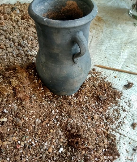 夏天多肉很便宜,不要“乱买”,温度高服盆慢,买回家养不活