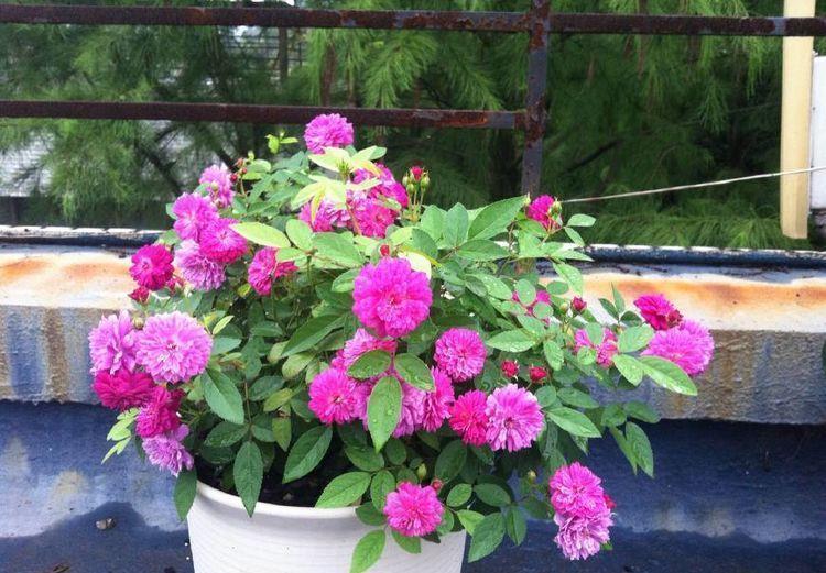 修剪|4种花好养易活，开花多，一开就停不下来，家里开成花海