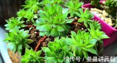 5款多肉普货，在家里养上几盆，好养又省心还有观赏性