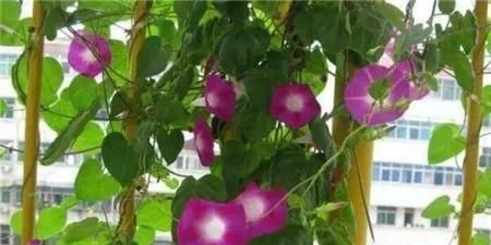 养爬墙花卉,盆底下埋几粒“这东西”,三个月长成瀑布