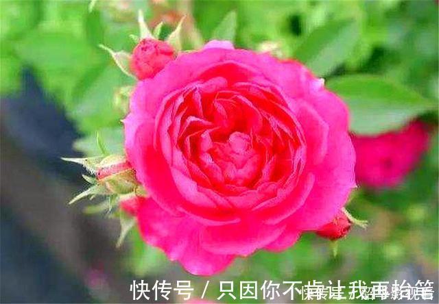 光照|这种花人称“俏皇后”,爆炸式开花,香气浓郁,1年能开300天