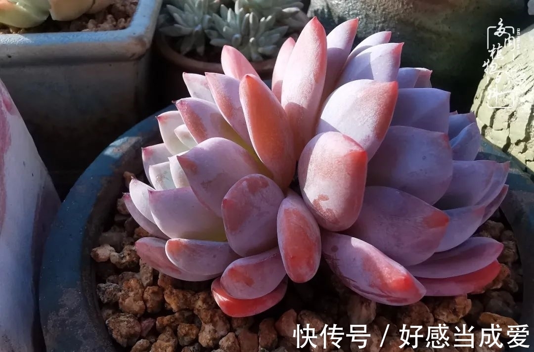 治愈之“肉”:愿所有的养肉人都被这些“胖子们”治愈