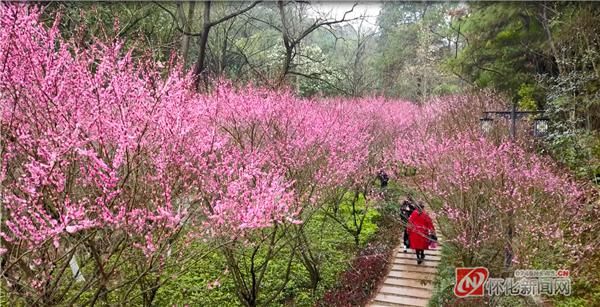 怀化迎丰公园：梅花吐蕊怒放 暗香浮动