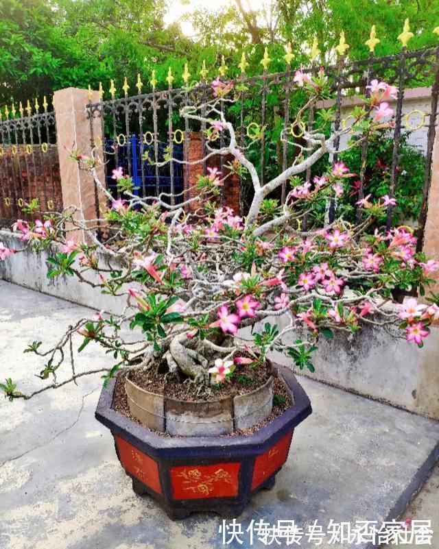 养花技巧：折腾不死的25种花，咋养都爆盆，懒人最适合