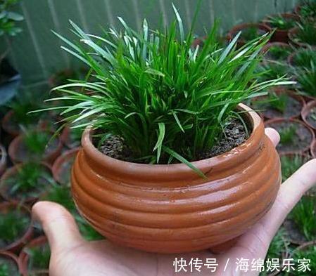此种绿植叶片比香水还香，放浴室清除异味效果好，管理相当省心