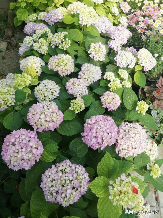 圆滚滚的绣球,瀑布般的花墙,这届花友也太会种花了吧