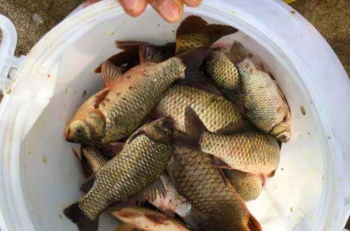 秋天唯独这调钓方式才霸气,大鲫鱼接二连三的上