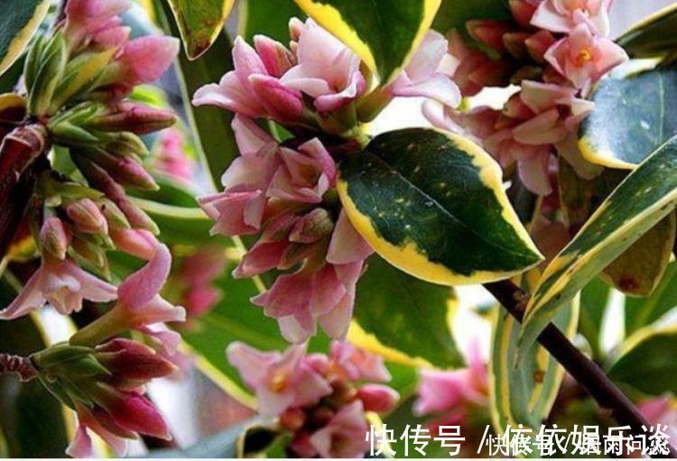 金边瑞香|4种高颜值网红花,人见人爱,浇水点就疯长,开花超美的