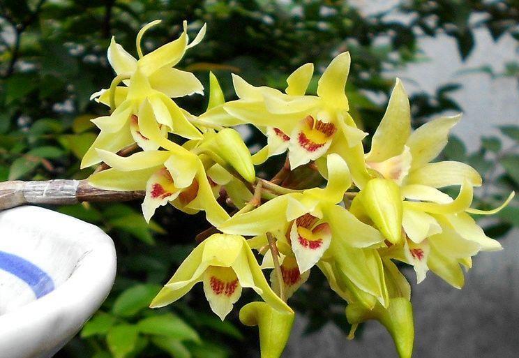 耐看|农历6月25日开始,养花养个耐看的,花量丰富,能给你一片花海