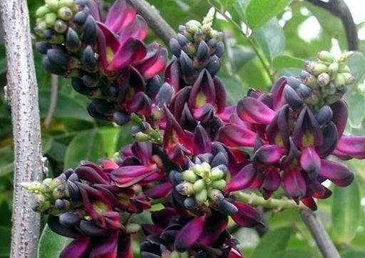 四种花常年开花易爆盆,被称为花卉界的劳模,好养活还不贵