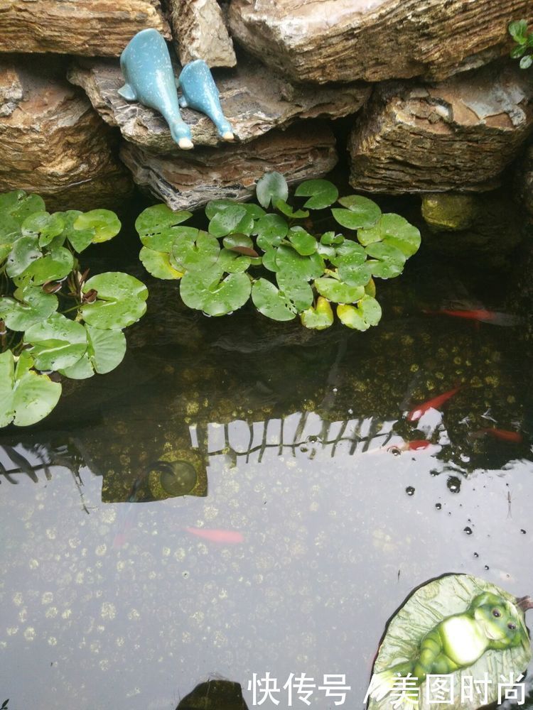 矾根|买房一定要带一个小院子，3年打造的50㎡小院花园，太舒服了