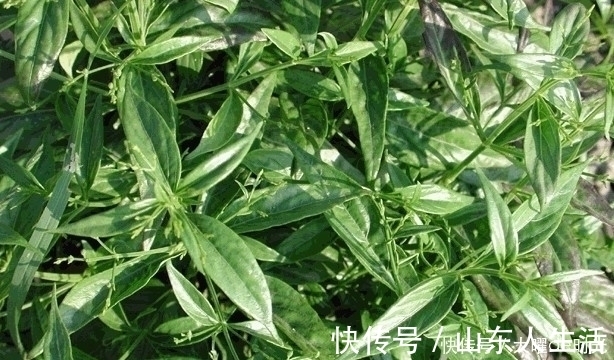 中药材|长得矮小,作用却不小,既是花卉,也是药,清热解毒效果好!