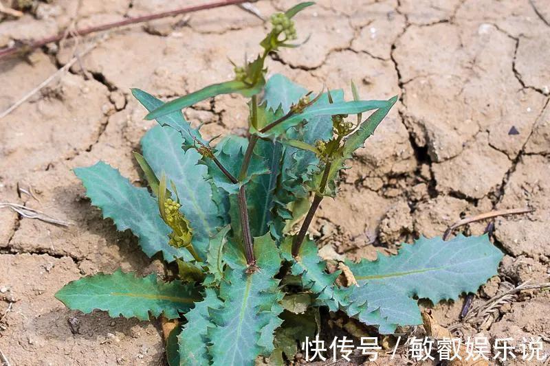 野菜|农村常见的野菜还阳参，好多人不知它是宝，到底有啥价值