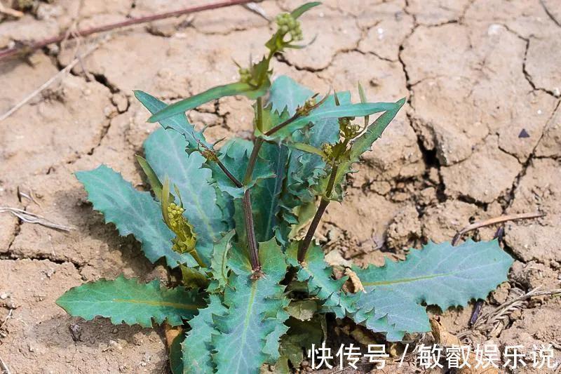 野菜|农村常见的野菜还阳参,好多人不知它是宝,到底有啥价值