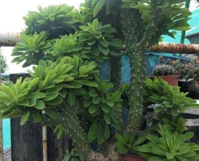 门口养了一棵“气派花”,生命力强很养眼,寓意好能镇宅