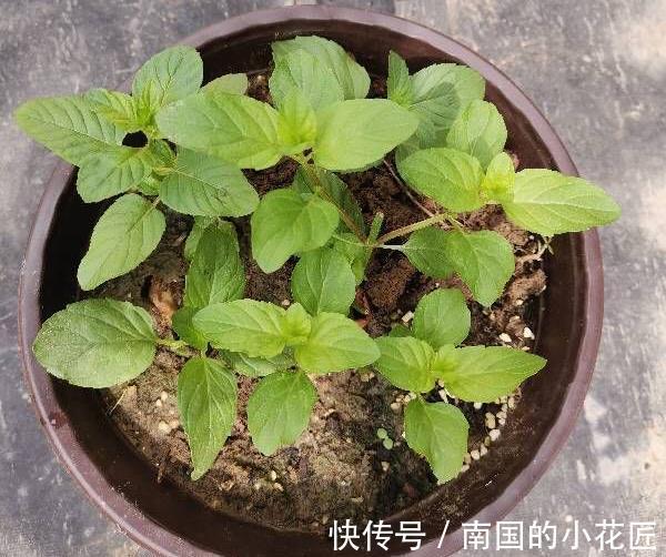 气生根|夏季也可以扦插繁殖的5种花,长根很快简单易活,由少变多