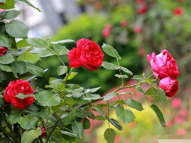 月季夏季养护困难只需注意3个方面,月季花开不断长势好