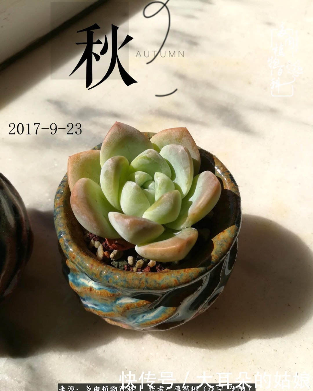 沉淀|用多肉记录时间的沉淀!