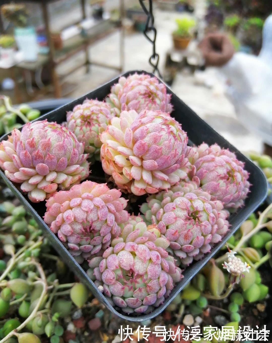 水雾|夏天温度高，不要给这“三多肉”喷水，否则易黑腐，直接化成水