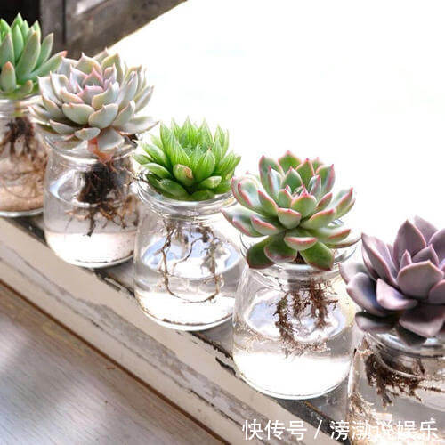 养护|多肉怕水其实错了!5个科属的多肉“水培”以后,会长得更好