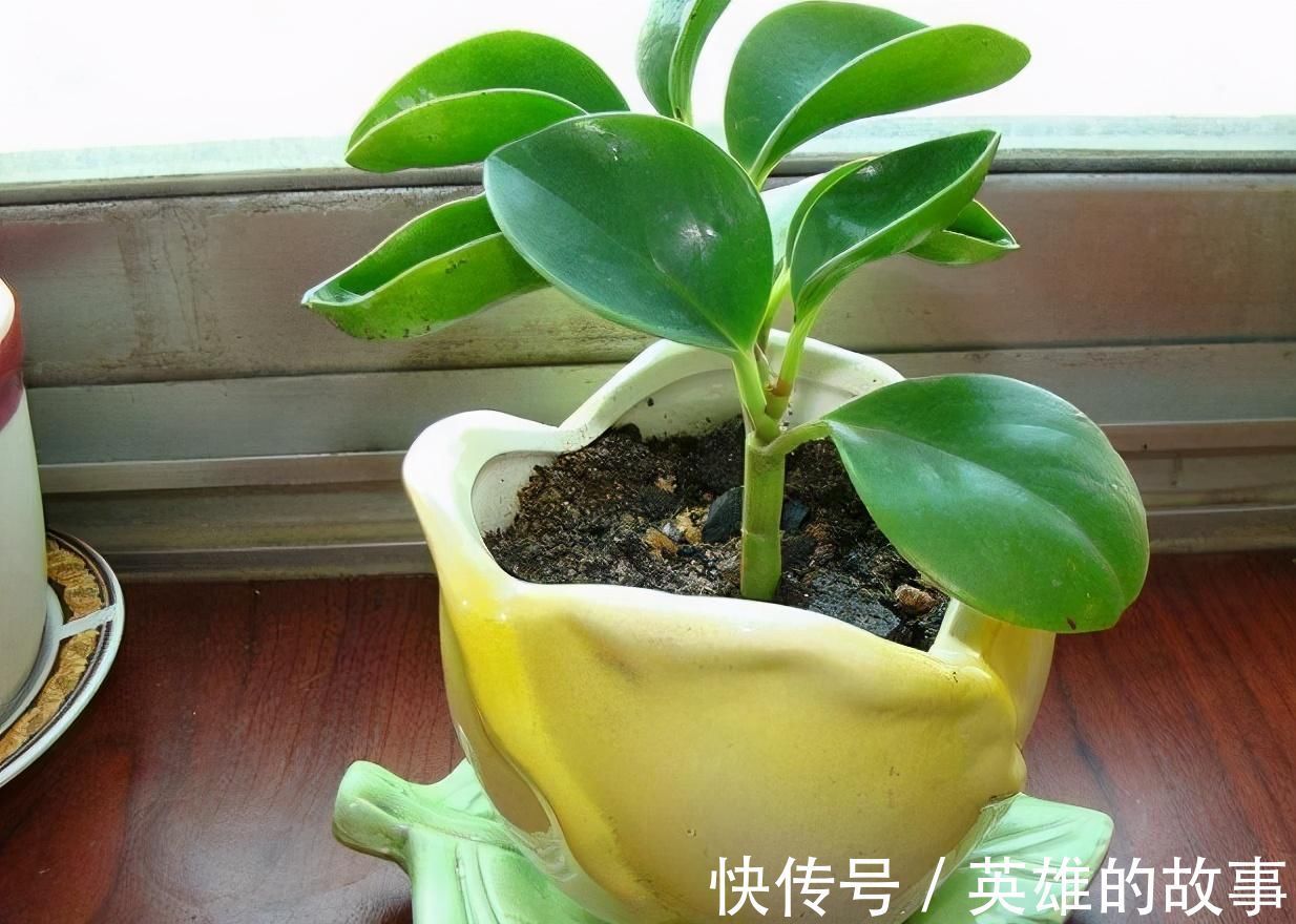 能净化室内空气的盆栽,选此四种,秋冬不怕来雾霾