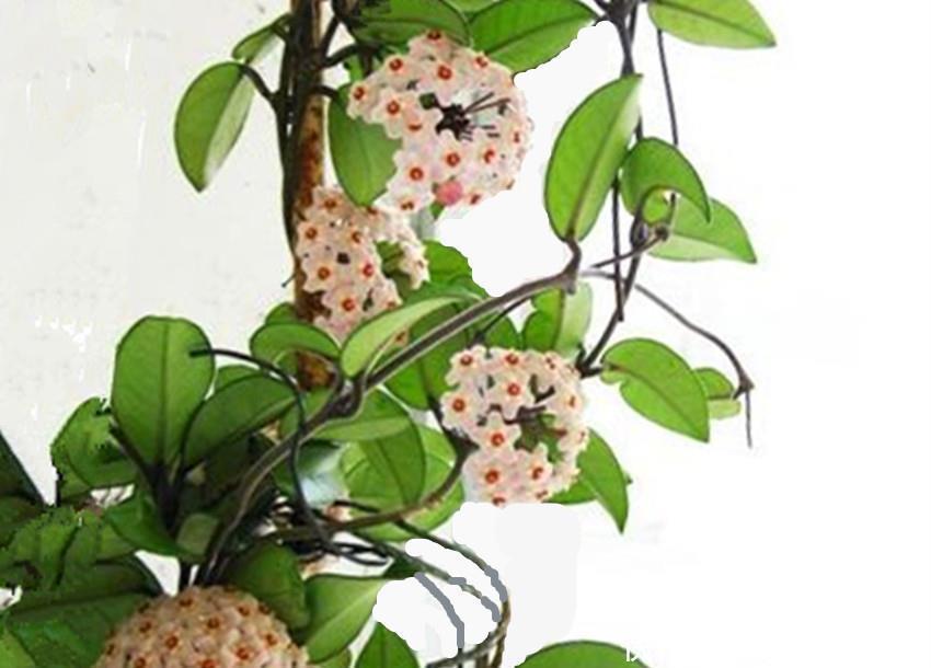 精美|五种精美超凡,颜值出众的花卉,谁都想应有,真正的花叶俱美