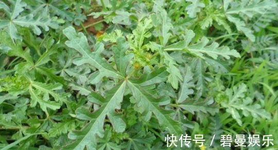 药用价值|农村这3种天然的“止咳药”，曾被践踏不被珍惜，如今有钱都难买