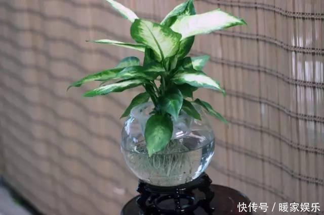 想让卫生间增添绿意,选择这些植物准没错!